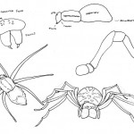 Spider Anatomy