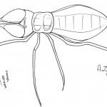 Solifugae2